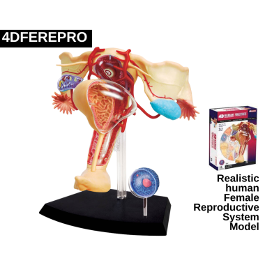female-reproductive-system-model female-reproductive-system-model