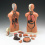 male-human-torso-anatomical-model-165-inches