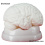 Human-Brain-Anatomy-Model-3-Parts-Plain-Finish