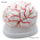 brain-model-dissectable-in-8-pieces