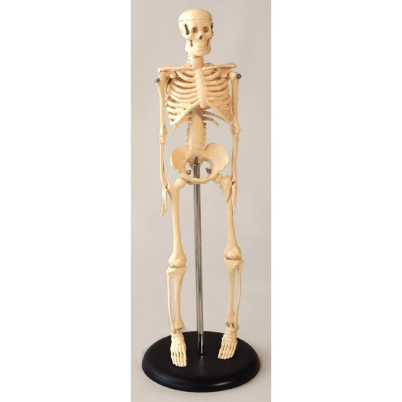 Model Skeleton 16