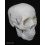 human-skull-model-life-size-3-parts-removable-teeth