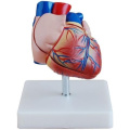 Human-Heart-Anatomy-Model-Life-Size-2-Parts-XC-307B