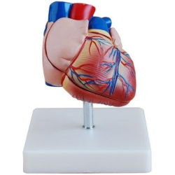 Human Heart Anatomy Model - Life-Size, 2 Parts, XC-307B