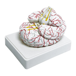 3307-1 Human Brain Model, Life Size, 3 Parts