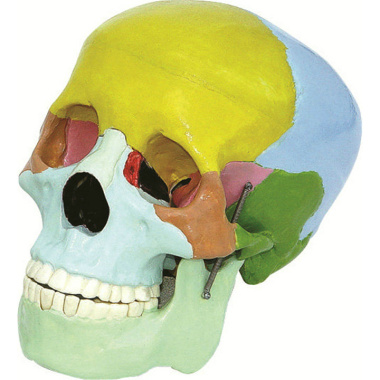 skull-color-model