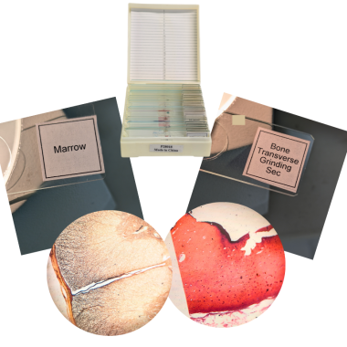 biology-specimens-prepared-slides-in-plastic-box