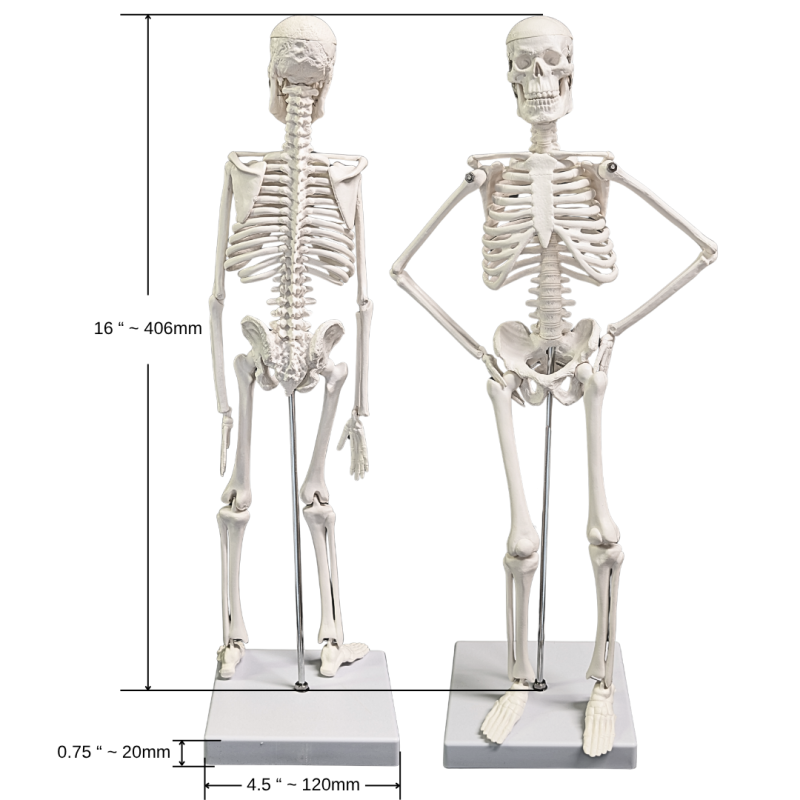 Human Skeleton Model 16-Inch