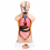 human-torso-model-malefemale-18-45-cm