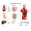 human-torso-model-male-10-quot