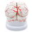 brain-model-dissectable-in-8-pieces