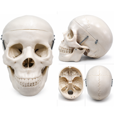 life-size-model-of-human-skull-premium