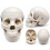 life-size-model-of-human-skull-premium