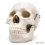 life-size-model-of-human-skull-premium