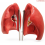 Human-Lung-Anatomy-Model-Life-Size-4-Parts