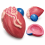 Male-Bladder-and-Prostate-Anatomy-Model-Median-Section