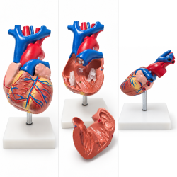 Human Heart Anatomy Model - Life-Size, 2 Parts, XC-307A
