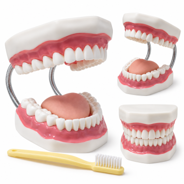 human-mouth-model-for-dental-hygiene-32-teeth-and-toothbrush