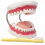 human-mouth-model-for-dental-hygiene-32-teeth-and-toothbrush
