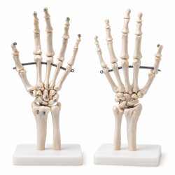 Human Hand Skeleton Model - Life-Size with Stand