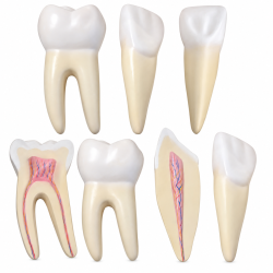 Human Teeth Anatomy Model Set - 12× Enlarged, 3 Tooth Types