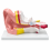 human-ear-anatomy-model-3x-enlarged-2-parts