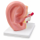 human-ear-anatomy-model-3x-enlarged-2-parts