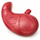 human-stomach-anatomy-model-2x-enlarged