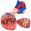 Human-Heart-Anatomy-Model-4x-Enlarged-3-Parts-XC-307C