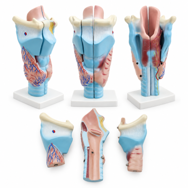 Human-Larynx-Anatomy-Model-3x-Enlarged-3-Parts