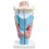 Human-Larynx-Anatomy-Model-3x-Enlarged-3-Parts