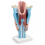 Human-Larynx-Anatomy-Model-3x-Enlarged-3-Parts