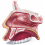 human-nasal-cavity-and-sinus-model-cutaway-anatomy