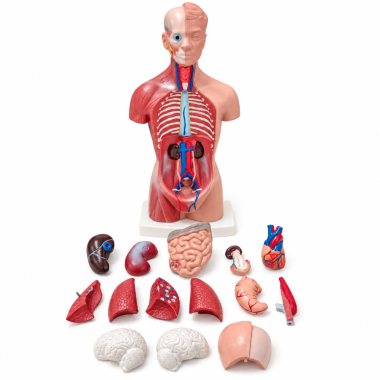 human-torso-anatomy-model-mini-26-cm-15-parts