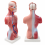 human-torso-anatomy-model-mini-26-cm-15-parts