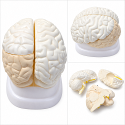 Human Brain Anatomy Model - 3 Parts, Plain Finish