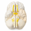 Human-Brain-Anatomy-Model-3-Parts-Plain-Finish