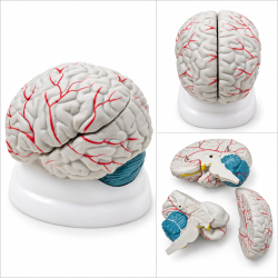 Human Brain Anatomy Model with Colored Arteries - 3 Parts