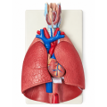 Human-Larynx-Heart-and-Lung-Model-Life-Size-7-Parts