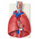 Human-Larynx-Heart-and-Lung-Model-Life-Size-7-Parts