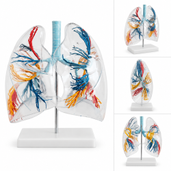 Human Lung Anatomy Model - Life-Size, Clear