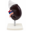Human-Kidney-and-Adrenal-Gland-Model-Life-Size-2-Parts