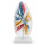 human-lung-anatomy-model-life-size-clear