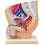 male-pelvis-anatomy-model-median-section-1-part