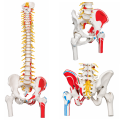 flexible-human-spine-anatomical-model-life-size