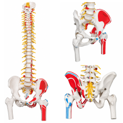 Flexible Human Spine Anatomical Model, Life Size.