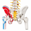 flexible-human-spine-anatomical-model-life-size
