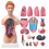female-human-torso-anatomical-model-18-inches