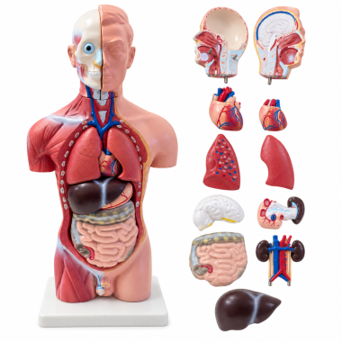 male-human-torso-anatomical-model-165-inches