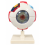 human-eye-anatomical-model-6x-enlarged-6-parts-hand-painted-with-numbered-structures